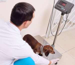 fisioterapia veterinária obesidade