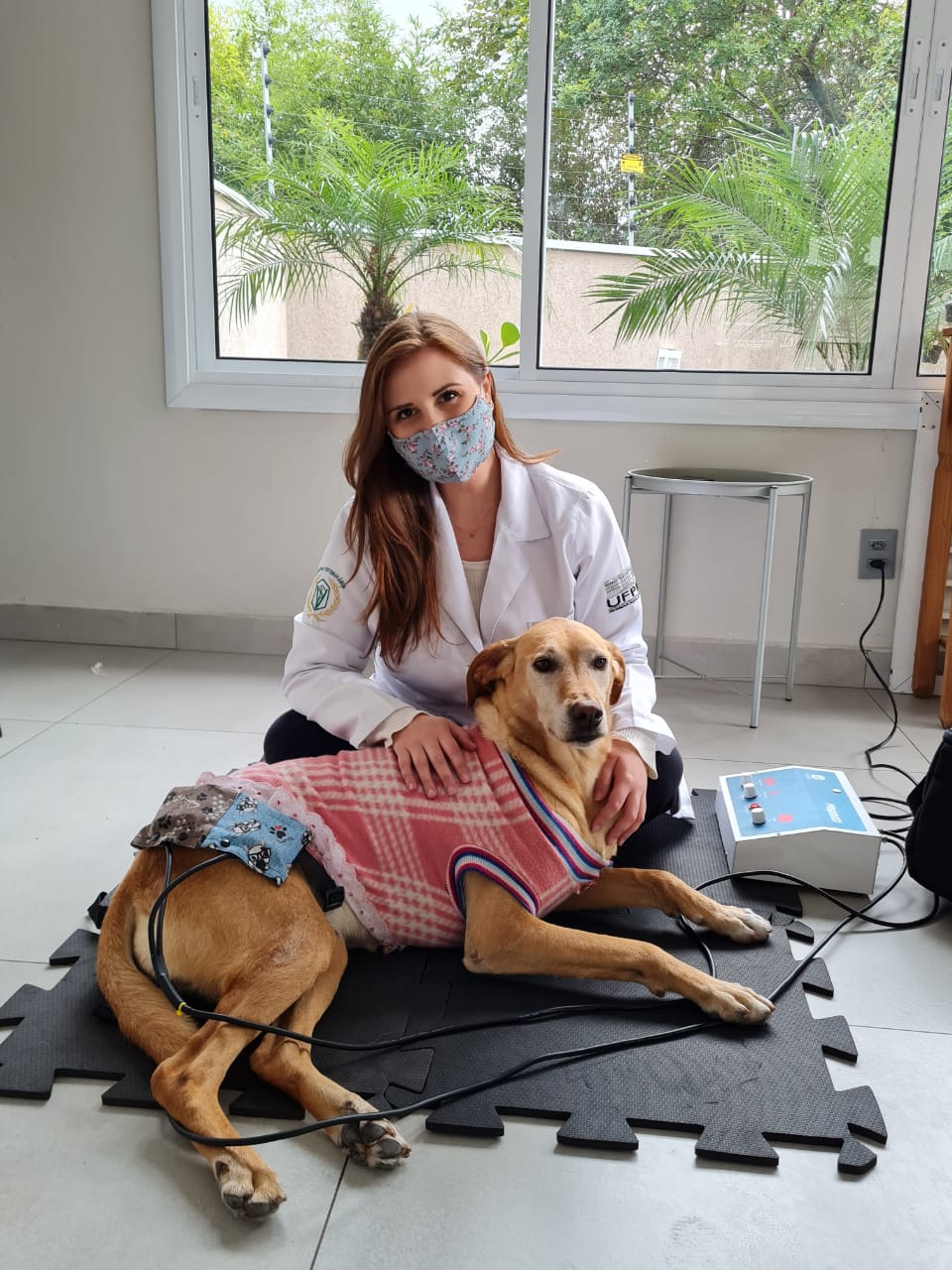 fisioterapia cachorro curitiba